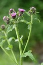 BUITEN BEELD Foto: 176336