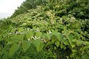 BUITEN BEELD Foto: 176348