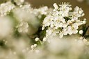 BUITEN BEELD Foto: 176351