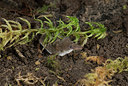 BUITEN BEELD Foto: 176390