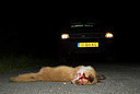 BUITEN BEELD Foto: 176399