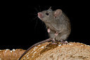 BUITEN BEELD Foto: 176426