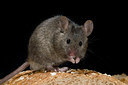 BUITEN BEELD Foto: 176427
