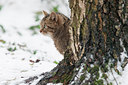 BUITEN BEELD Foto: 176509
