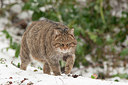 BUITEN BEELD Foto: 176511