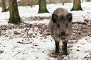 BUITEN BEELD Foto: 176512