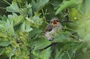 BUITEN BEELD Foto: 176684