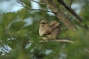 BUITEN BEELD Foto: 176686