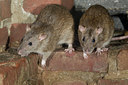 BUITEN BEELD Foto: 176735