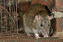 BUITEN BEELD Foto: 176736