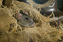 BUITEN BEELD Foto: 176739