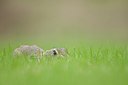 BUITEN BEELD Foto: 176745