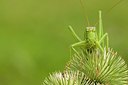 BUITEN BEELD Foto: 176760