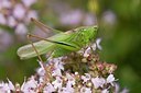 BUITEN BEELD Foto: 176846