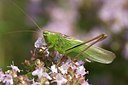 BUITEN BEELD Foto: 176847