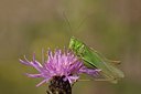 BUITEN BEELD Foto: 176848