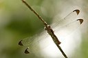 BUITEN BEELD Foto: 176913