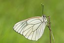 BUITEN BEELD Foto: 176929