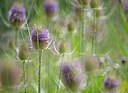 BUITEN BEELD Foto: 176952