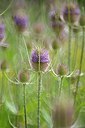 BUITEN BEELD Foto: 176975