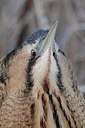 BUITEN BEELD Foto: 177285