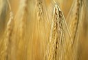 BUITEN BEELD Foto: 177345