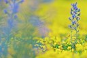 BUITEN BEELD Foto: 177389