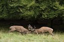 BUITEN BEELD Foto: 177400
