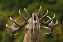 BUITEN BEELD Foto: 177411