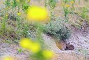 BUITEN BEELD Foto: 177582