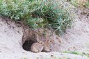 BUITEN BEELD Foto: 177583