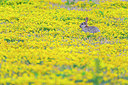 BUITEN BEELD Foto: 177595