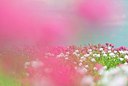 BUITEN BEELD Foto: 177635