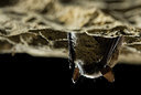 BUITEN BEELD Foto: 177773