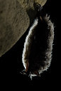 BUITEN BEELD Foto: 177774