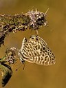 BUITEN BEELD Foto: 177832
