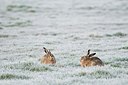 BUITEN BEELD Foto: 177853