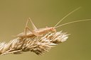 BUITEN BEELD Foto: 177889