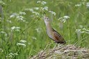 BUITEN BEELD Foto: 177898