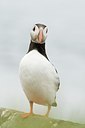 BUITEN BEELD Foto: 177963