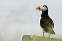 BUITEN BEELD Foto: 177965