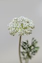 BUITEN BEELD Foto: 177976
