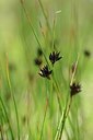 BUITEN BEELD Foto: 178088