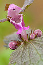 BUITEN BEELD Foto: 178091