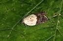 BUITEN BEELD Foto: 178159
