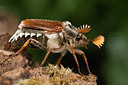 BUITEN BEELD Foto: 178246