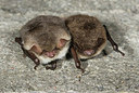 BUITEN BEELD Foto: 178254