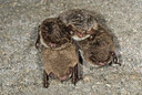 BUITEN BEELD Foto: 178255