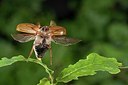 BUITEN BEELD Foto: 178272
