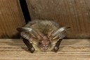 BUITEN BEELD Foto: 178337